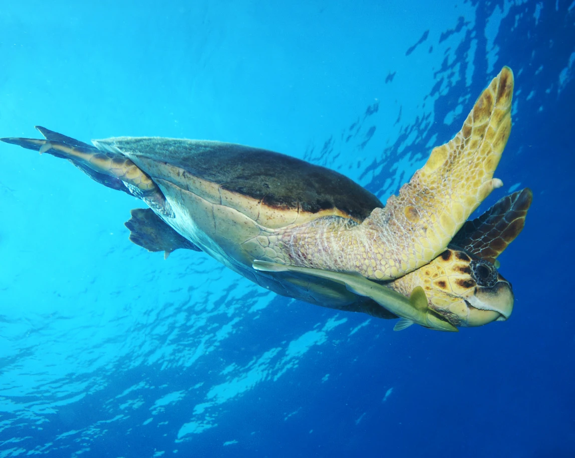 turtle